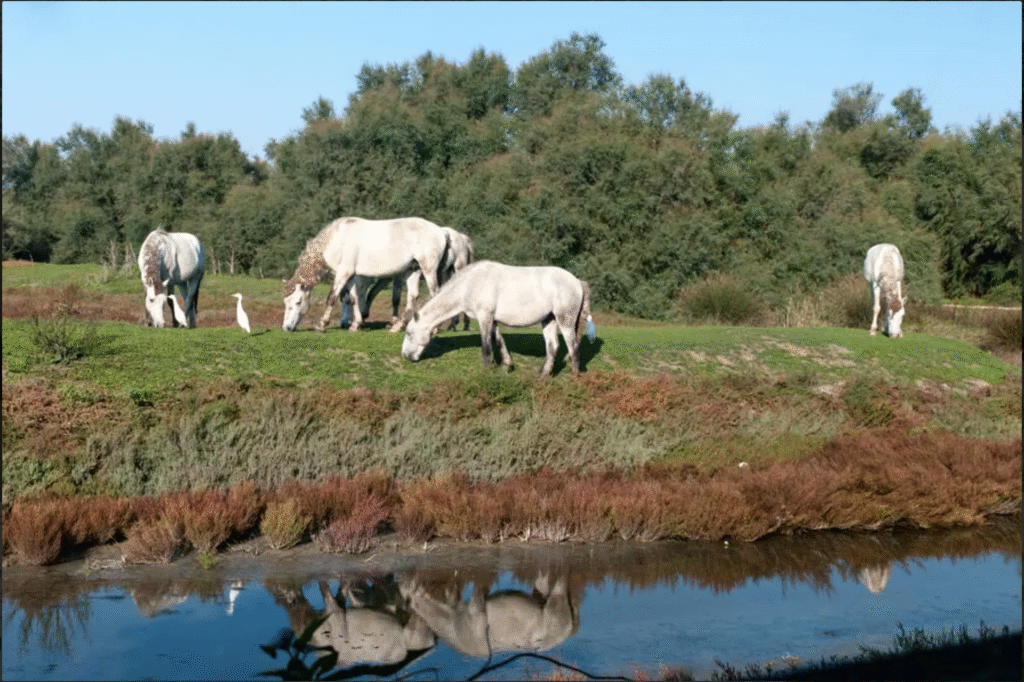 Cavalli Valli di Comacchio