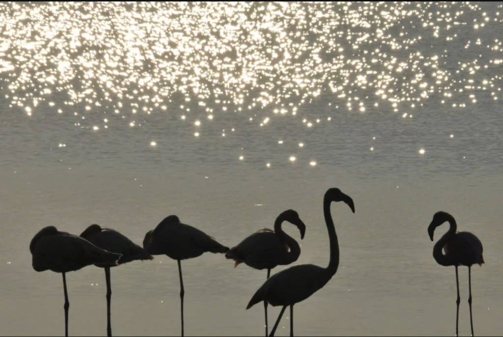 Fenicotteri valli di Comacchio